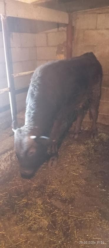 маленькие хаски: Продаю | Бык (самец) | Алатауская, Швицкая | Племенные, Привязанные — 4