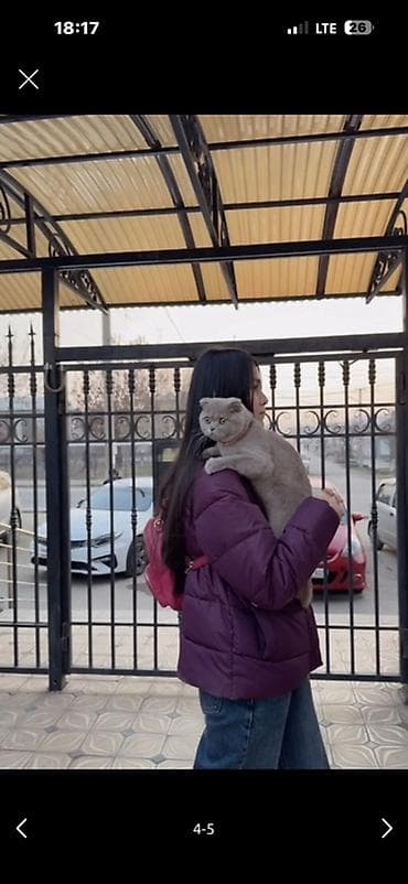 брама корооз: Скотиш Фолд (Шотландская вислоухая), 1 год, Девочка, Голубой — 1