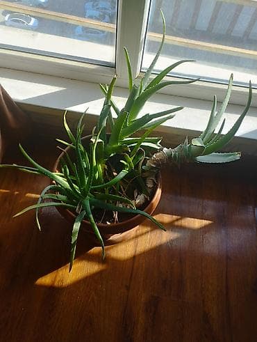 Комнатные розы: Алоэ. грунт только что пересаженный. горшок 1500 сом 1 корешок 500 сом — 1
