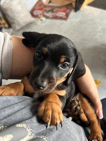 померанские шпицы купить: Щенок таксы мелкой породы, окрас черно‑подпалый. Описание: - — 1