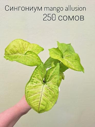 инкубатор луппер: • Комнатные растения (укоренённые черенки/детки/молодые — 2