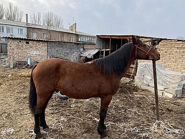 4 асый . Рост 165 Казан улак жана жер улак бар. Ортонун аты Буттары