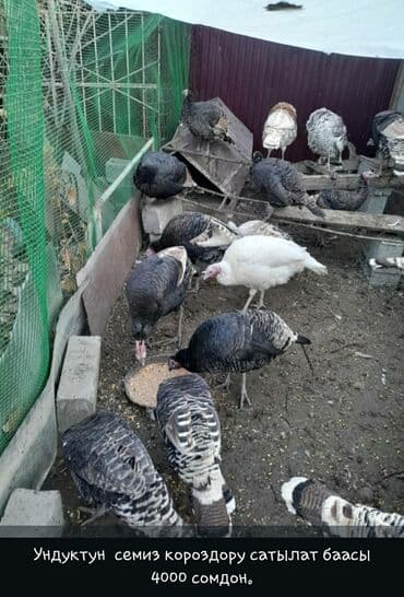 дом для кроликов: Продаю | Индюк (самец) | Для разведения | Племенные — 3