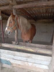 Кемирүүчүлөр: Сатам | Байтал | Көбөйтүү үчүн | Асыл тукумдуу — 5