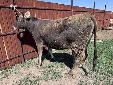 кролики фландр крол крольчата бабочка: Продаю | Корова (самка) | Привязанные — 1