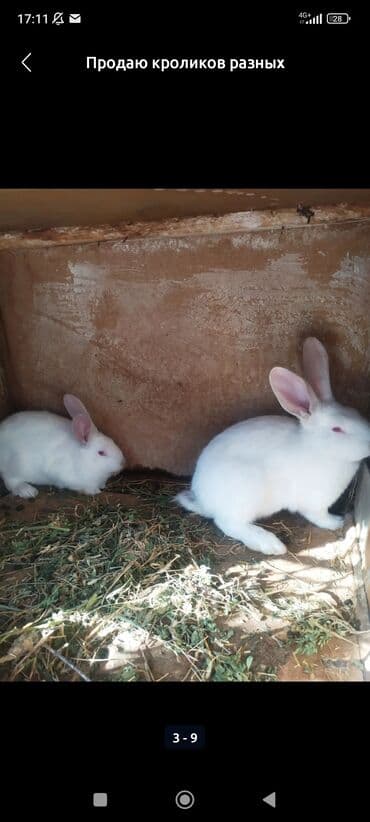 тай кони: Продаю | Крольчата | Белый великан | Для разведения — 5
