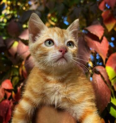 carters для мальчика: Кошка даром: Беспородная, 2 месяца, Мальчик, Приучена к лотку, Проглистована — 1