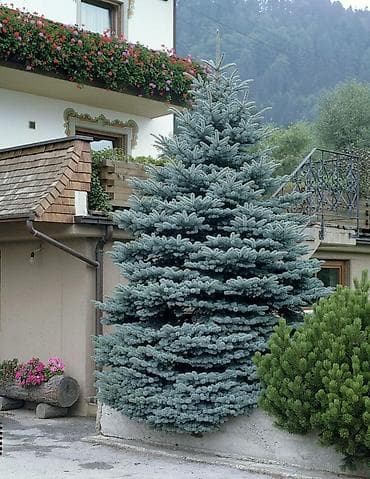 Ель голубая (Picea pungens ‘Glauca’) — декоративная хвойная порода с