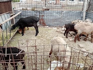 для овец: Продаю | Овца (самка) | Для разведения | Матка — 2