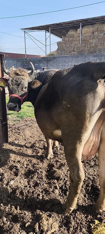 каровы юрьевка: Продаю | Корова (самка) | Алатауская, Швицкая | Для разведения, Для молока | Племенные, Стельные, Искусственник — 2