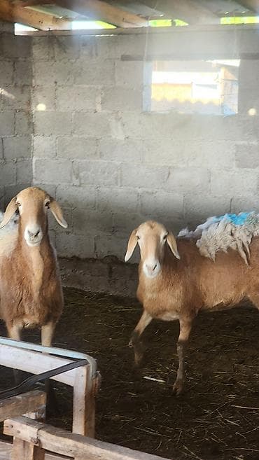 chi su: Продаю | Овца (самка) | Для разведения | Матка — 3