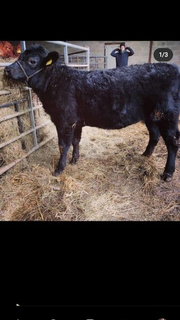 Услуги ветеринара: Искусственное осеменение коров, молочного, мясного направления — 3