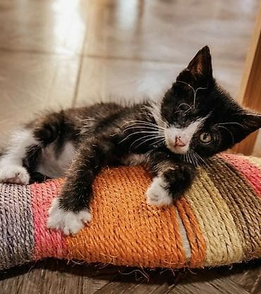 Продажа кошек: Кошка даром: Беспородная, 2 месяца, Мальчик, Приучена к лотку, Проглистована, С прививками — 5