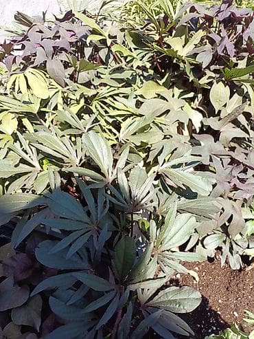 картошка семина: Ипомея батат (Ipomoea batatas) — декоративные сорта для клумб, кашпо и — 3