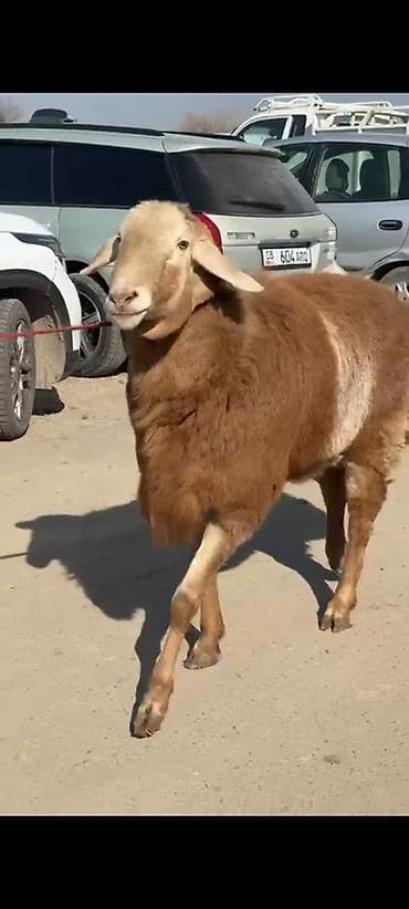 уй кой: Продаю | Баран (самец) | Для разведения | Осеменитель — 2