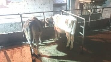 собака булдок: Сатам | Кунаажын | Аргын | Көбөйтүү үчүн, Бордоп семиртүү үчүн — 5