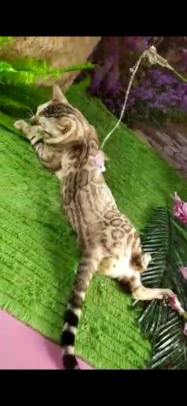 рэгдолл цена бишкек: Бенгал, 2 жаш, Эркек, Ак, Бычылган, Лотокко барууга үйрөтүлгөн, Курттардан тазаланган — 25