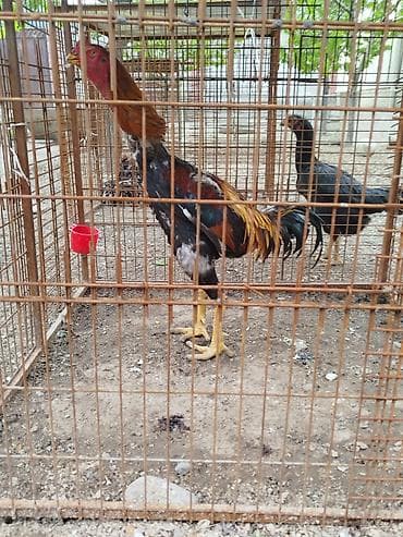 бир: Дакан короз сатылат Бир козу кор алмашу жолдору бар домашний тооко — 4