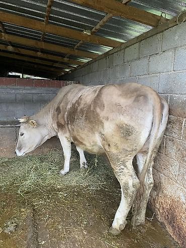летучая мышь в кыргызстане: Продаю | Корова (самка) | Для разведения, Для молока | Привязанные — 6