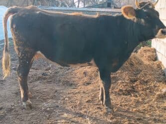 сколько длится беременность коровы: Продаю | Корова (самка) | Алатауская | Для разведения, Для молока | Стельные — 7