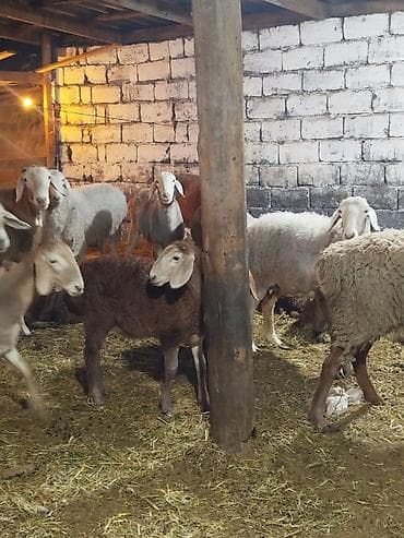 кошка вислаухая: Продаю | Овца (самка) | Арашан | Для разведения — 3