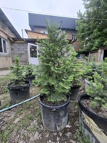 grow a garden: Хвойные саженцы в контейнерах - Разные виды и формы: карликовые ели и — 6