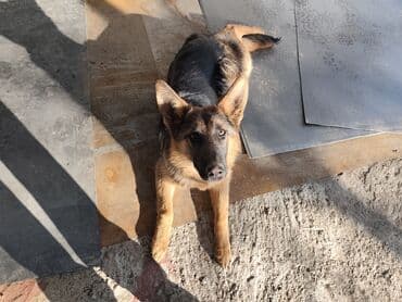 мал айдана ит керек: Немецкая овчарка (щенок/подросток) Описание: - Окрас: классический — 7