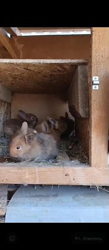 собака ягдтерьер цена: Продаю | Крольчата | Для разведения | Племенные — 4