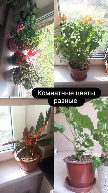 светящиеся камни: - — 1