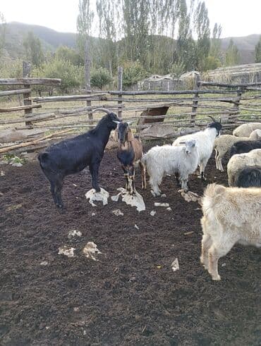 купить рабочую охотничью собаку: Теке улак — 4