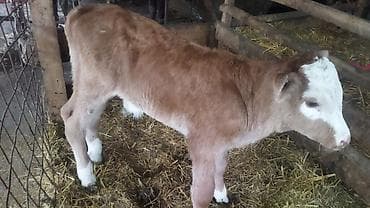 коровы симентал: Продаю | Тёлка | Полукровка | На откорм — 6
