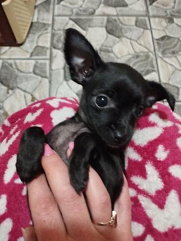 мальтипу купить: Чихуахуа, 2 месяца, Самка — 2