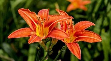 где можно купить семена цветов: Көчөттөр гүлдүн: Өзү алып кетүү, Акылуу жеткирүү — 1