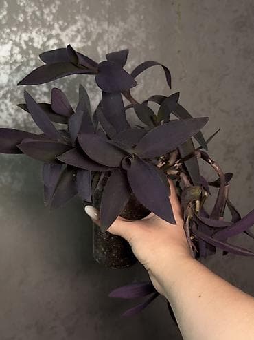 комнатный плющ: Традесканция пурпурная, пышный куст — 2