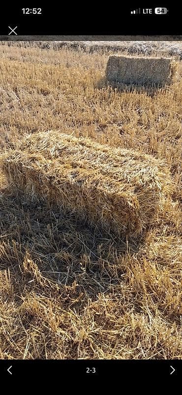 Солома в тюках (прямоугольные кипы) Продаю салому ячменную в тюках