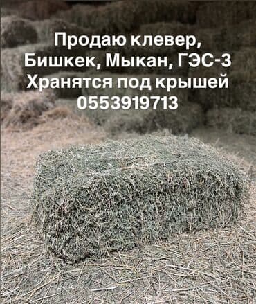 корм для домашних животных: Продаю Клевер в тюках, беде. Тюки большие плотные. Хранятся под крышей — 1