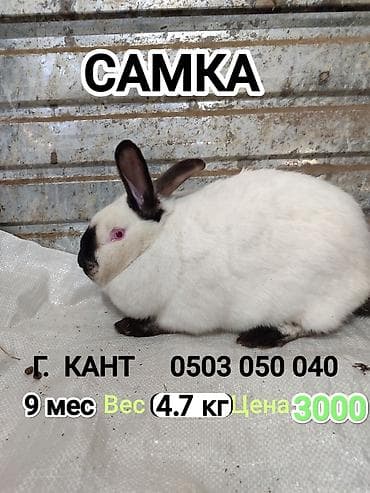 Продаю | Крольчиха (самка) | Калифорнийская | Для разведения