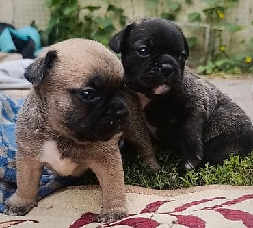Продажа собак: Бульдог, 1 месяц, Самец — 1