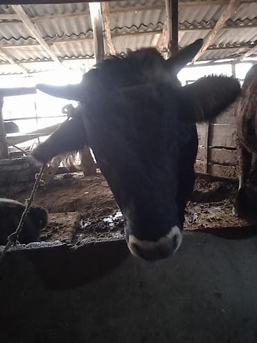 А/ч жаныбарларын сатам: Сатам | Бука (эркек) | Швиц | Бордоп семиртүү үчүн, Союуга, Көбөйтүү үчүн | Асыл тукумдуу, Жасалма жол менен боозутуу — 3