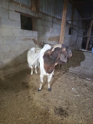 племенные коровы молочные купить: Продаю | Козёл (самец) — 2