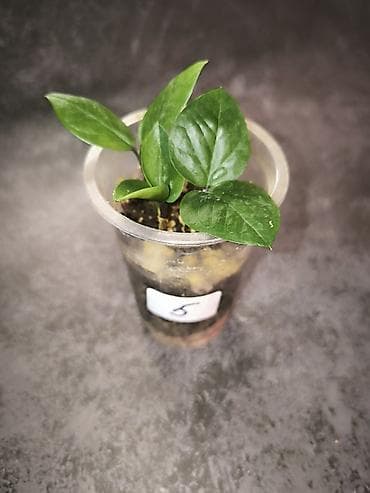 Комнатные розы: Детки замиокулькасов Замифолия и Зензи. В каждом стаканчике по 2 — 6