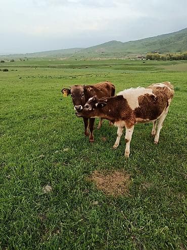 по карова: Продаю | Тёлка | Полукровка | На откорм — 3