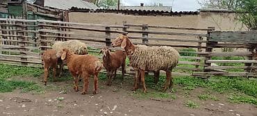 ячмень цена: Продаю | Овца (самка) | Полукровка | Для разведения | Матка — 5