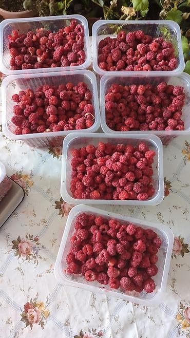 малина стоп: Малина В розницу, Самовывоз, Платная доставка — 3