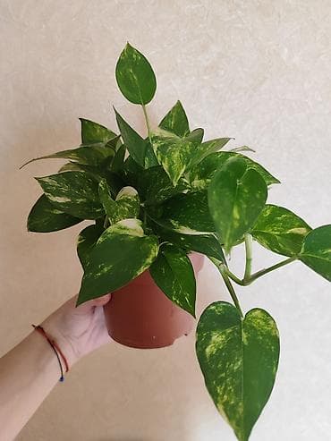 Комнатные растения: Эпипремнум (Scindapsus) aureum в горшке - Декоративнолиственное — 2