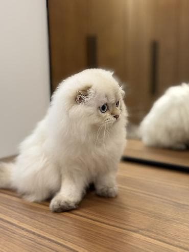 латок для котов: Скотиш Фолд (Шотландская вислоухая), 3 месяца, Мальчик, Золотая шиншилла, Приучена к лотку — 8