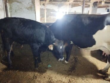 продаю музоо торпок корова самка бык самец айрширская ангус алатауская на забой для разведения на откорм племенные нетель привязанные: Продаю | Корова (самка) | Для молока | Привязанные — 5