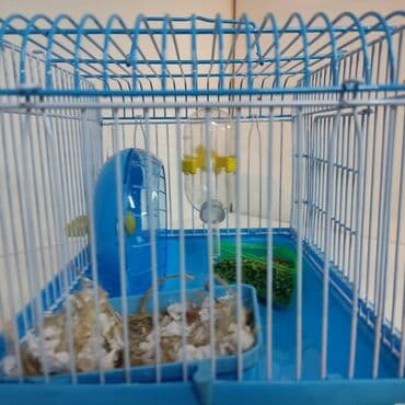 летучая мышь в кыргызстане: Хомячки джунгарские с клеткой комплект — 2