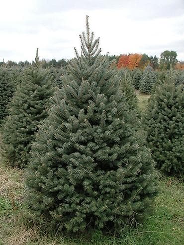 Саженцы деревьев: Ели