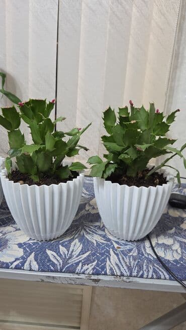 хризантемы в горшках: Декабрист (Schlumbergera, зигокактус) в горшке. - Компактные кустики — 1